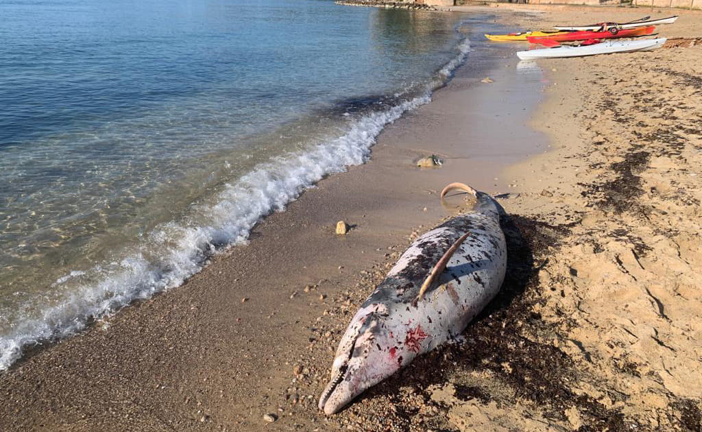 Gaceta Náutica - Aparece un delfín muerto en la playa del Marineland