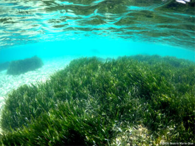Pradera submarina de posidonia en aguas cristalinas